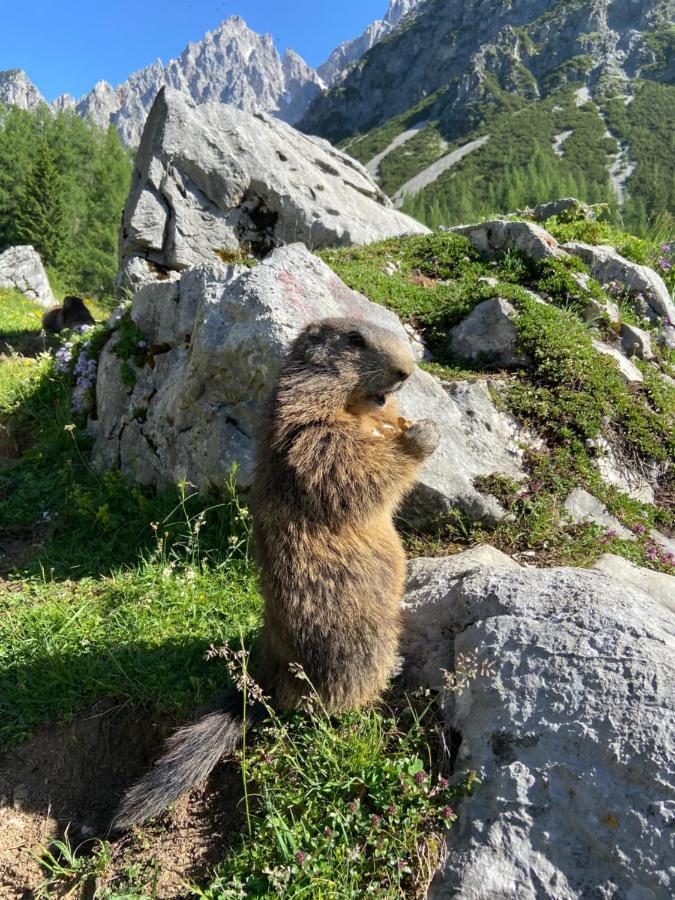 Apartmán Haus Sonnleitner Ramsau am Dachstein Exteriér fotografie